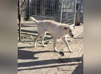 Fluffy Mischlingsrüde ca. 1 Jahr alt in Griechenland