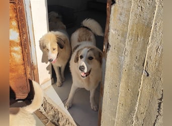 Liza griech. Schäferhundsmischlingshündin ca. 4,5 Jahre alt  in Griechenland