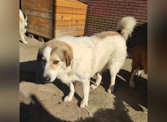 Liza griech. Schäferhundsmischlingshündin ca. 4,5 Jahre alt  in Griechenland