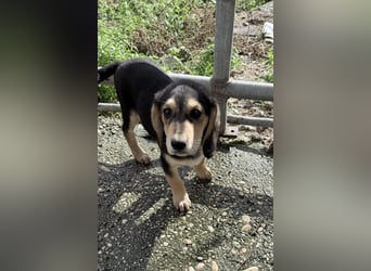 Frieda Mischlingshündin ca. 6,5 Monate alt in Griechenland