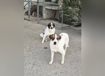 Lieschen Mischlingshündin ca. 2 Jahre alt in Griechenland