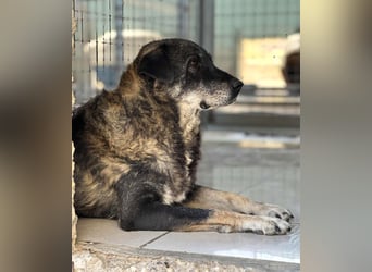 Liza Mischlingshündin ca. 11  Jahre alt in Griechenland