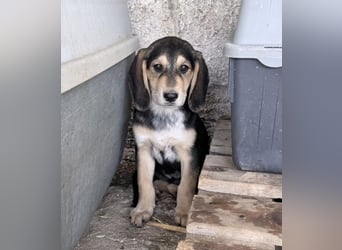Frieda Mischlingshündin ca. 6,5 Monate alt in Griechenland