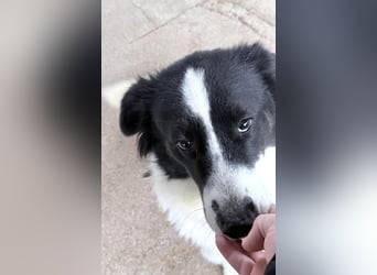 Katja Mischlingshündin ca. 1,7 Jahre alt in Griechenland