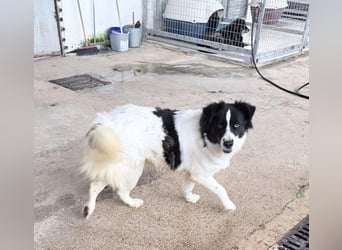 Katja Mischlingshündin ca. 1,7 Jahre alt in Griechenland