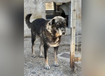 Liza Mischlingshündin ca. 11  Jahre alt in Griechenland