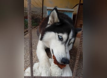 Mochikan lieber Husky Rüde ca. 4,5 Jahre alt in Ungarn
