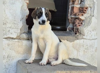 Lexa Mischlingshündin ca. 2  Jahre alt in Griechenland