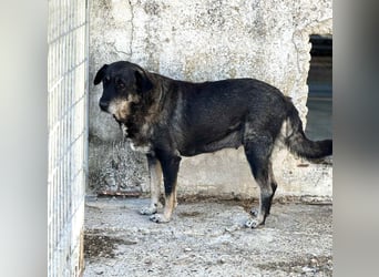 Liza Mischlingshündin ca. 11  Jahre alt in Griechenland