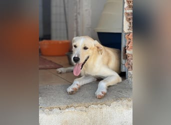 Fluffy Mischlingsrüde ca. 1 Jahr alt in Griechenland