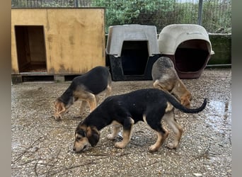 Frieda Mischlingshündin ca. 6,5 Monate alt in Griechenland