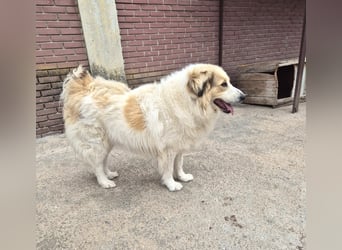 Mona griech. Schäferhundmischlingshündin ca. 4,5 Jahre alt  in Griechenland