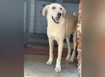 Fluffy Mischlingsrüde ca. 1 Jahr alt in Griechenland