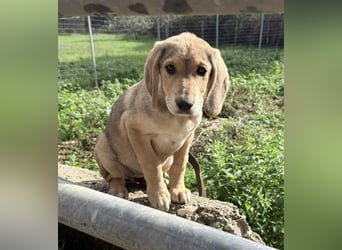 Fine Mischlingshündin ca. 6,5 Monate alt in Griechenland