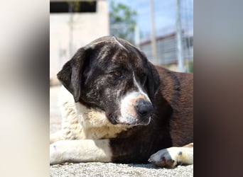 Ava Mischlingshündin ca. 5 Jahre alt in Griechenland