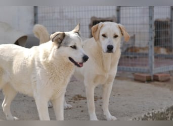 Anakin Hirtenhundmix Rüde ca. 3,5 Jahre alt  in Griechenland