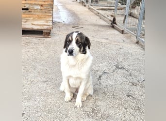 Lexa Mischlingshündin ca. 2  Jahre alt in Griechenland