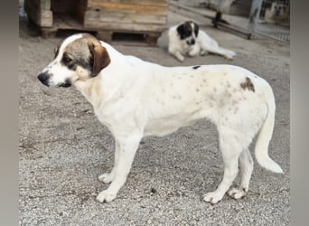 Lieschen Mischlingshündin ca. 2 Jahre alt in Griechenland