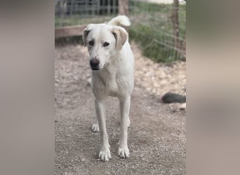 Dimi Mischlingsrüde ca. 4 Jahre alt in Griechenland