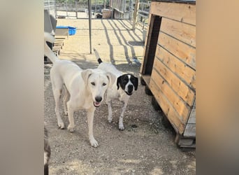 Dimi Mischlingsrüde ca. 4 Jahre alt in Griechenland