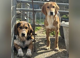 Maya Mischlingshündin ca. 8 Monate alt in Griechenland