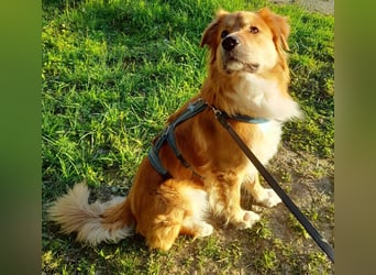 Charly Mischlingsrüde 2,5 Jahre alt in 35641 Schöffengrund