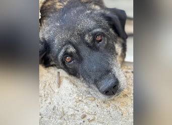 Liza Mischlingshündin ca. 11  Jahre alt in Griechenland