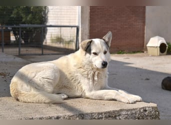 Anakin Hirtenhundmix Rüde ca. 3,5 Jahre alt  in Griechenland
