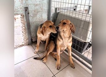 Maya Mischlingshündin ca. 8 Monate alt in Griechenland