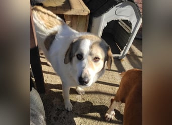 Liza griech. Schäferhundsmischlingshündin ca. 4,5 Jahre alt  in Griechenland