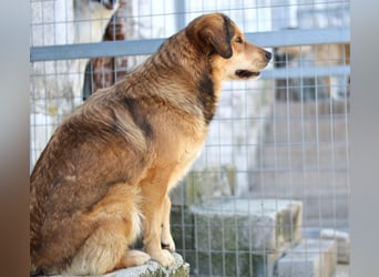 Lina Mischlingshündin ca. 3 Jahre alt in Griechenland