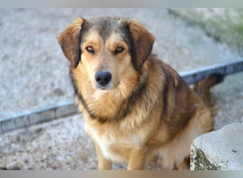 Lina Mischlingshündin ca. 3 Jahre alt in Griechenland