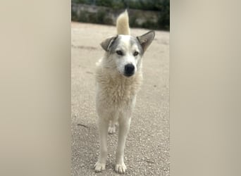 Anakin Hirtenhundmix Rüde ca. 3,5 Jahre alt  in Griechenland