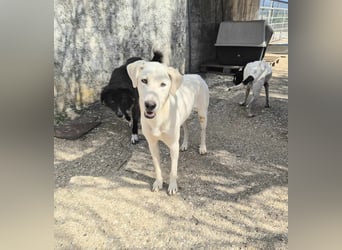 Dimi Mischlingsrüde ca. 4 Jahre alt in Griechenland