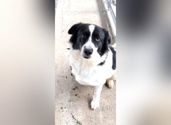 Katja Mischlingshündin ca. 1,7 Jahre alt in Griechenland