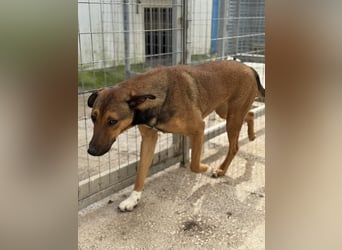 Kaltsa Mischlingshündin ca. 2 Jahre alt in Griechenland