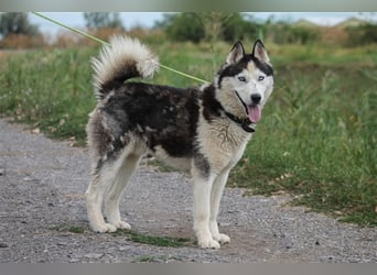 Mochikan lieber Husky Rüde ca. 4,5 Jahre alt in Ungarn