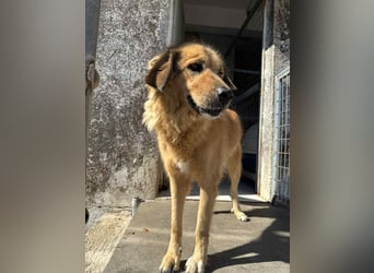 Malia liebe Mischlingshündin ca. 9,5 Jahre alt in Griechenland