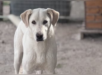 Dimi Mischlingsrüde ca. 4 Jahre alt in Griechenland