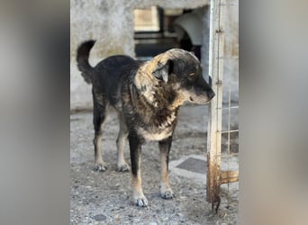 Liza Mischlingshündin ca. 11  Jahre alt in Griechenland