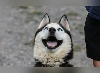 Mochikan lieber Husky Rüde ca. 4,5 Jahre alt in Ungarn