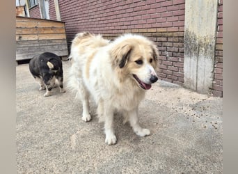 Mona griech. Schäferhundmischlingshündin ca. 4,5 Jahre alt  in Griechenland