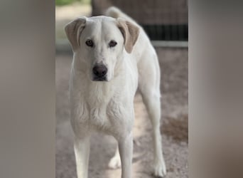 Dimi Mischlingsrüde ca. 4 Jahre alt in Griechenland