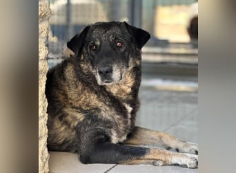 Liza Mischlingshündin ca. 11 Jahre alt in Griechenland