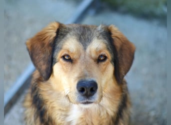 Lina Mischlingshündin ca. 3 Jahre alt in Griechenland