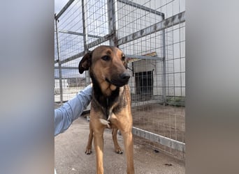 Kaltsa Mischlingshündin ca. 2 Jahre alt in Griechenland