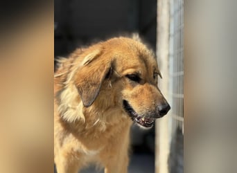 Malia liebe Mischlingshündin ca. 9,5 Jahre alt in Griechenland