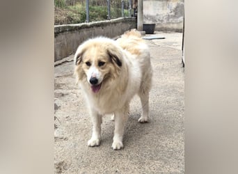 Mona griech. Schäferhundmischlingshündin ca. 4,5 Jahre alt  in Griechenland