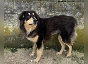 Lisa Mischlingshündin ca. 2,5 Jahre alt in Griechenland