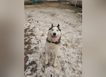 Mochikan lieber Husky Rüde ca. 4,5 Jahre alt in Ungarn